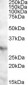 Goat Anti-APOA1BP Antibody